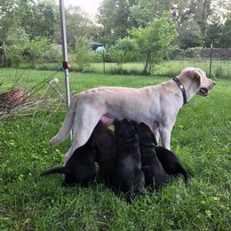 Labrador Retriever Puppies from Timberview Retrievers