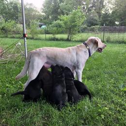 Labrador Retriever Puppies from Timberview Retrievers