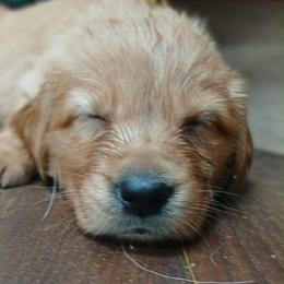 Pink - Dark golden female Golden Retriever puppy in Sumterville, Florida from Hope Service Dogs, Inc
