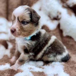 Teal collar - Red merle female Aussiedoodle puppy in 32046, Florida from River Hill Ranch