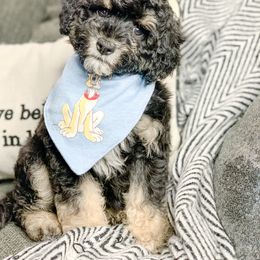 Bernedoodle, Cockapoo, and Goldendoodle Puppies from Danie’s Darling Doodles LLC