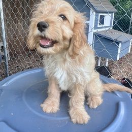 River - Apricot male Cavapoo puppy in Springfield, Missouri from Ozark Mountain Cavaliers