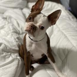 Dolce - Boston Terrier