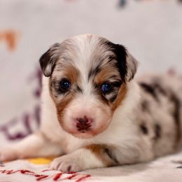 Blue female - Blue merle female Australian Shepherd puppy in Buckeye, Arizona from Wranglin Aussies