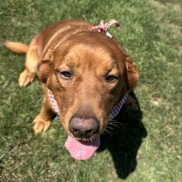 Harper - Labrador Retriever