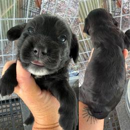Boy 3 - Black male English Cocker Spaniel puppy in Millen, Georgia from Pine Hill Kennels