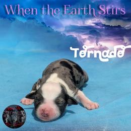 Tornado - Blue merle female Toy Australian Shepherd puppy in Brenham, Texas from Stone N Rose Kennels