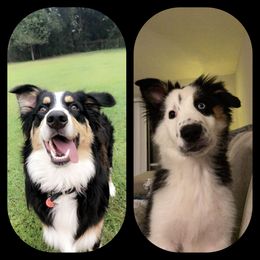Australian Shepherd All Grown Up from Glissoning Holler Farm
