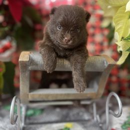 French Bulldog, Goldendoodle, Pomeranian, and Yorkshire Terrier Puppies from Dbos Furry Friends