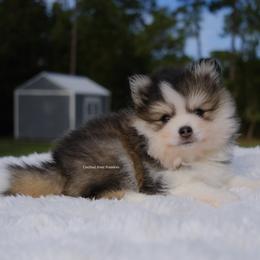 Grayson - Gray and white male Pomsky puppy in Loxahatchee, Florida from Cardinal Point Pomskies