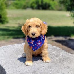 Kit - Apricot male Australian Labradoodle puppy in Harrisonburg, Virginia from Crown Doodles