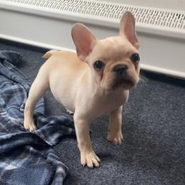 Raider - Fawn and white male French Bulldog puppy in Sidney Center, New York from iFrenchi