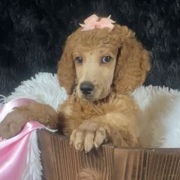Snow White - Apricot female Poodle puppy in Bowling Green, Kentucky from Ritzy Red Poodles