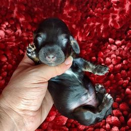 GIRL 3 - BLACK and TAN - Black and tan female Dachshund puppy in Swink, Oklahoma from Palali Farm