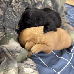Baby Girl (Black) - Black female Labrador Retriever puppy in Chatfield, Minnesota from Terranova Retrievers