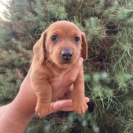 Oogie - Red male Dachshund puppy in Phoenix, Arizona from Casa MarCosta Dachshund