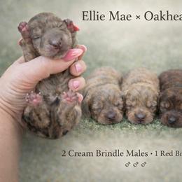 Oscar - Red male Dachshund puppy in Alexander, North Dakota from Wild Rose Ridge Doxies