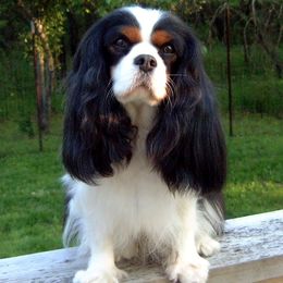 Cavalier King Charles Spaniel All Grown Up from Claymoore Cavaliers