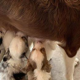 Miniature Australian Shepherds and Toy Australian Shepherds from Rowdy Ranch Tx