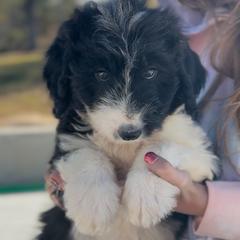 Finn - White and black male Bordoodle puppy in Eastman, Georgia from Dood B Ranch