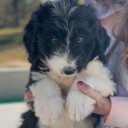 Finn - White and black male Bordoodle puppy in Eastman, Georgia from Dood B Ranch