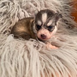 Glitter - Gray and white female Pomsky puppy in La Verne, California from Red Cedar Pomskies
