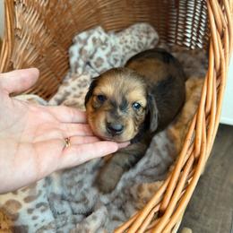 Forest - Dapple male Dachshund puppy in Ecru, Mississippi from Toddy Kennels