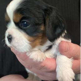 Boy 2 - male Cavalier King Charles Spaniel puppy in Mesa, Arizona from Bubble-ishous Cavaliers, Cavapoos and Portadoodles