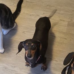 Dachshunds from Chelsie Hamm