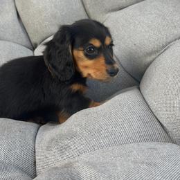 Dracula - Black and tan male Dachshund puppy in Tampa, Florida from EntityDachs