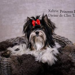 Leia - Biewer Terrier
