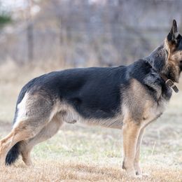 Angus - German Shepherd