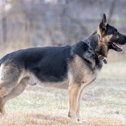 Angus - German Shepherd