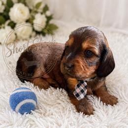 Cedar - Sable male Dachshund puppy in San Tan Valley, Arizona from Short Stack Miniature Dachshunds
