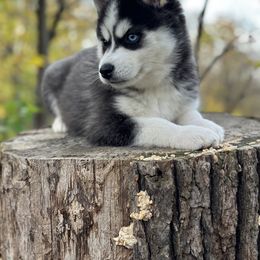 Pomsky Puppies from Ritzy Puppies
