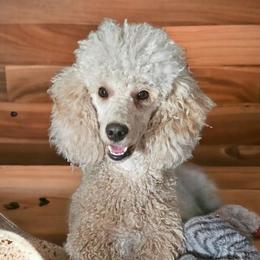 Arrow - Poodle