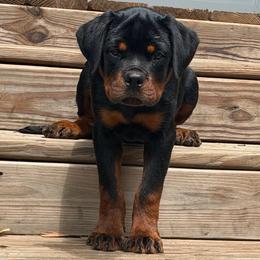 Magnum (Blue collar) - Black and mahogany male Rottweiler puppy in Industry, Illinois from KDKs Kennels
