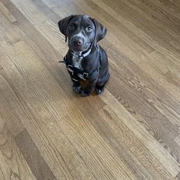 German Shorthaired Pointer Puppies from Nash Kennels