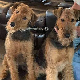 Airedale Terriers from Pilots Acres