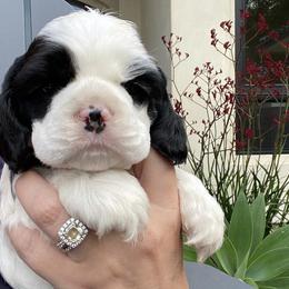 Cocker Spaniel Puppies from Cuttin Blue Farms