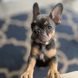 French Bulldog Puppies from Prestige French Bulldogs