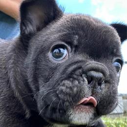 Smudge - Brindle and white male French Bulldog puppy in Kerens, West Virginia from Leather & Lace