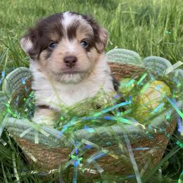 Miniature American Shepherd and Toy Australian Shepherd Puppies from Riverstone Aussies