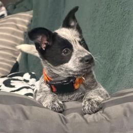 Brizo (ASDR) - Blue speckled female Australian Cattle Dog puppy in Marana, Arizona from Impact 3rd Australian Cattle Dogs