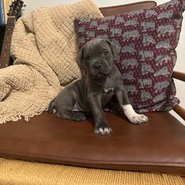 Boots - Gray brindle female Cane Corso puppy in Utah from 3Lake Kennelz