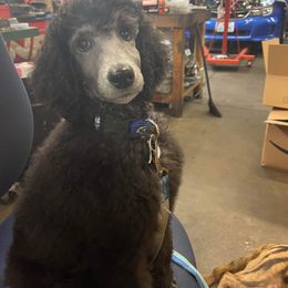 Poodle Puppies from Cedar Cove Standard Poodles