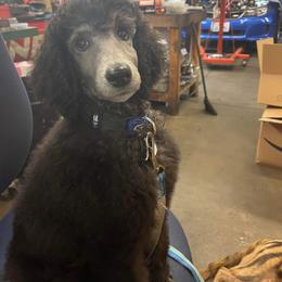 Poodle Puppies from Cedar Cove Standard Poodles