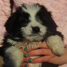 Lucy - Black and white female Aussiedoodle puppy in Four Oaks, North Carolina from RoseWest Farms