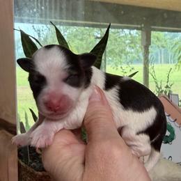 Channel - Parti female Miniature Schnauzer puppy in Silver Creek, Mississippi from Mamie’s Minis, LLC