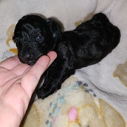 Noir - Black male Shihpoo puppy in Hertford, North Carolina from Heaven Sent Shihpoo's